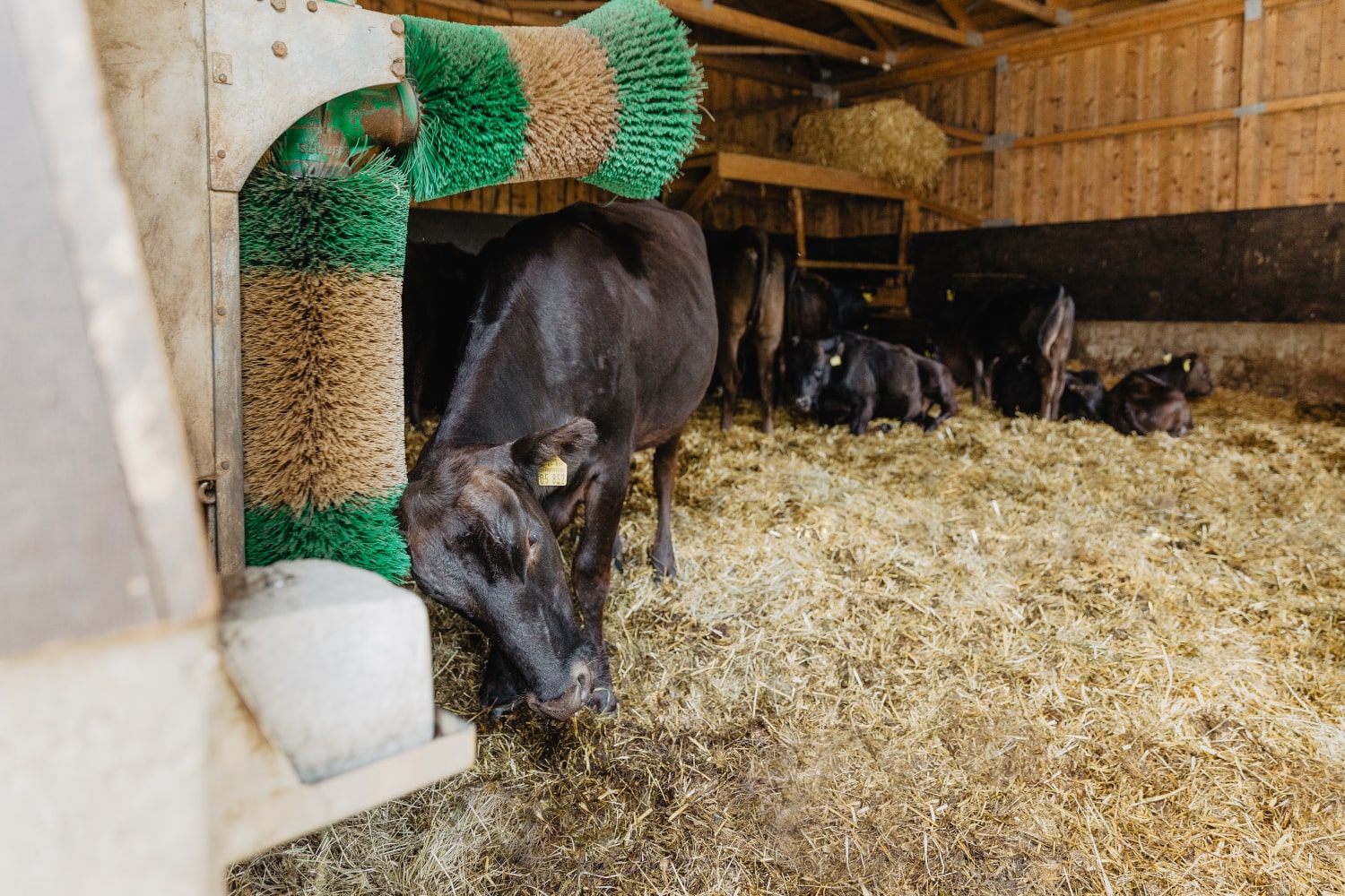 Wagyu Bader – Wagyu Fleisch und Beef in Premium Qualität